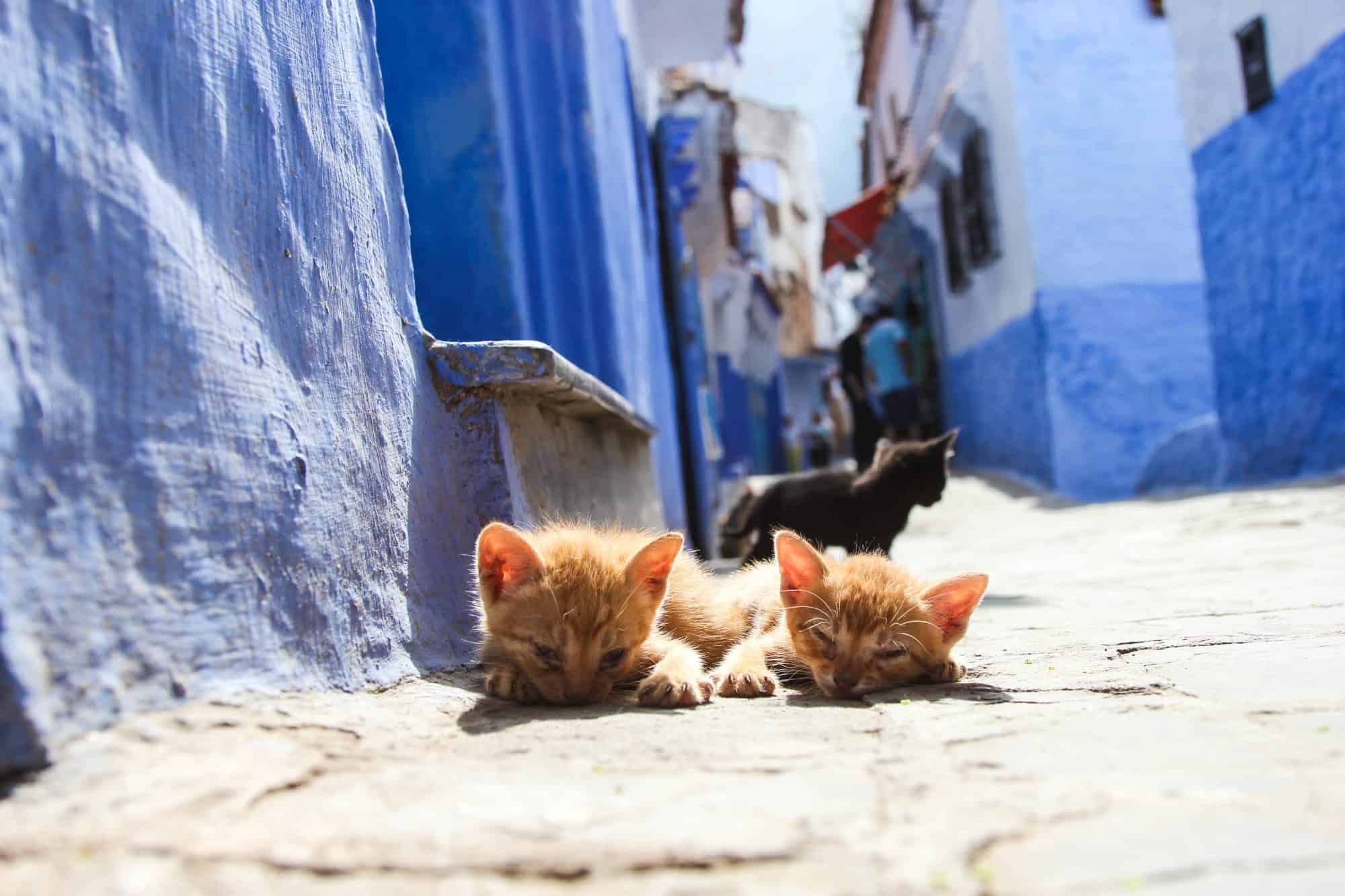 Cats in Chefchaouen