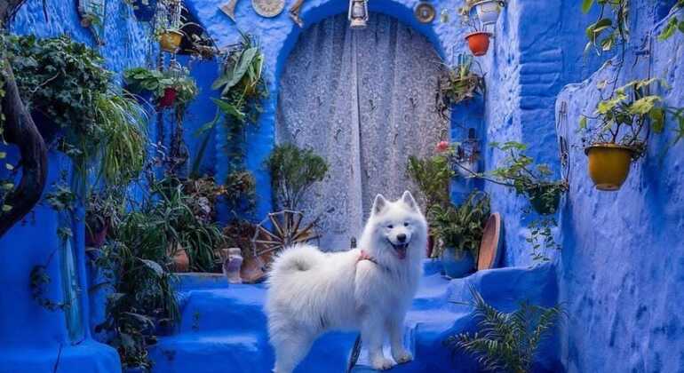 Cats in Chefchaouen