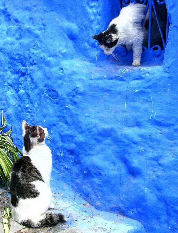 Cats in Chefchaouen