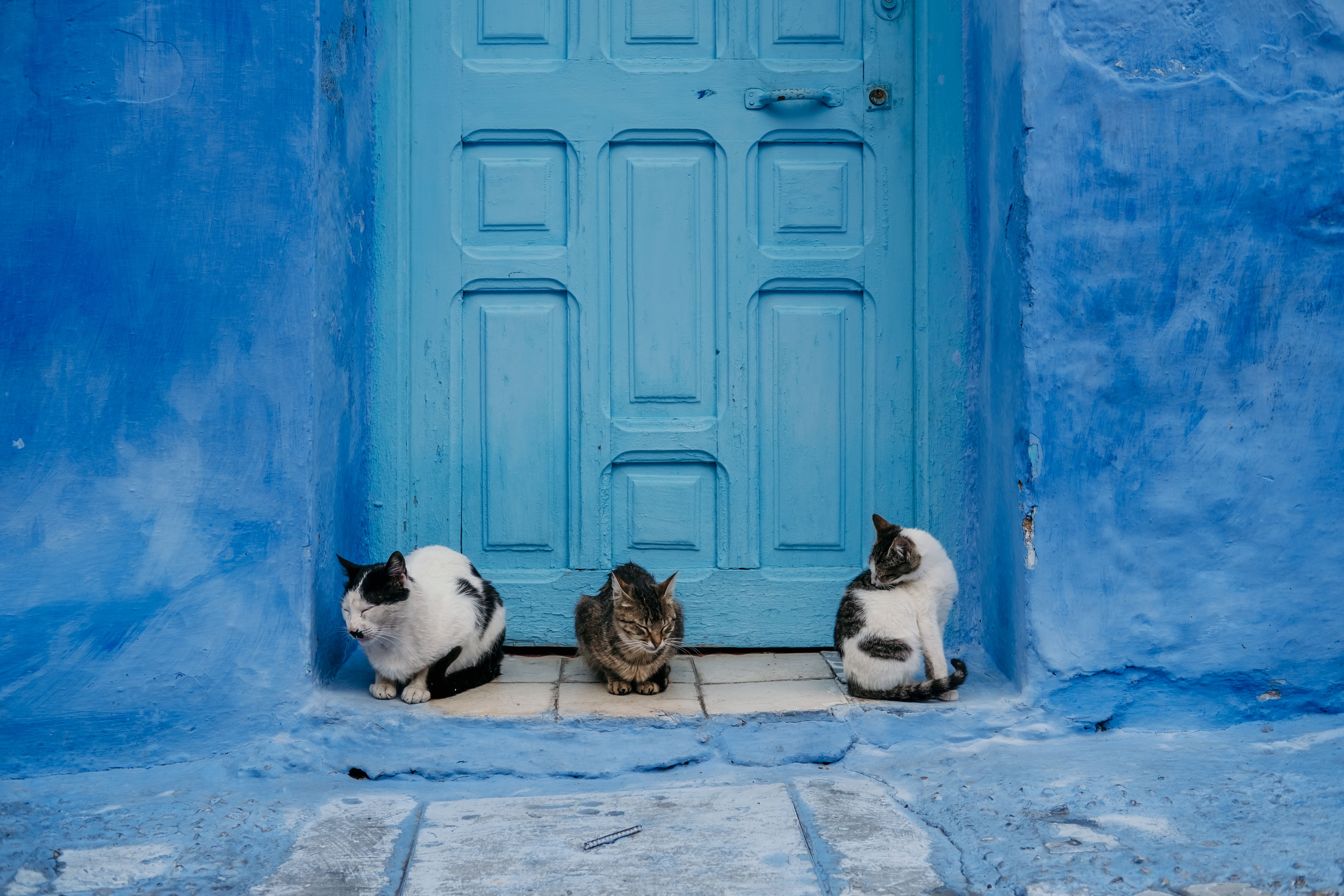Cats in Chefchaouen cover image
